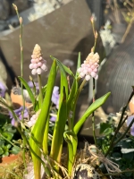 Frühlingskranz mit spriessenden Zwiebelblüten