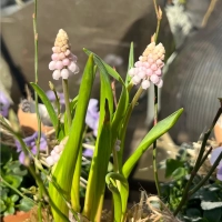 Frühlingskranz mit spriessenden Zwiebelblüten